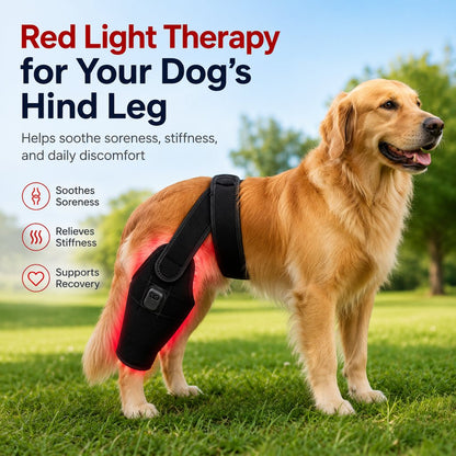 Red light therapy leg brace for dogs, suitable for senior and active dogs, provides comfort and support for hind legs during activity.