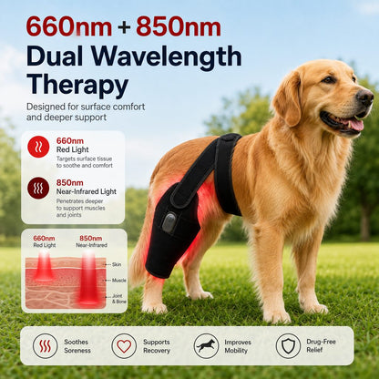 Red light therapy leg brace for dogs, suitable for senior and active dogs, provides comfort and support for hind legs during activity.