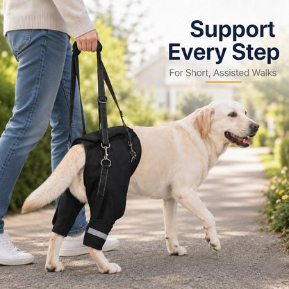 Help Your Senior Dog Climb Stairs, Get in the Car & Walk with Rear-Leg Support